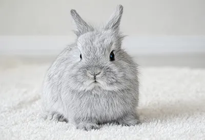 Dwarf Rabbit on a soft rug Pencil Sketch