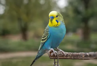 Budgie On A Perch in a quiet park