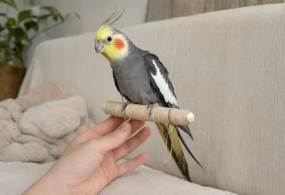 Cockatiel On A Hand-Free Perch on a linen sofa