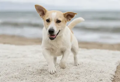 Dog Running On A Beach on a soft rug