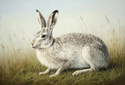 Arctic Hare in tall grass Oil Painting