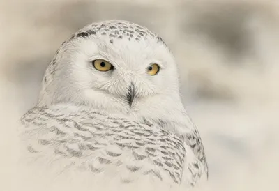 Snowy Owl against a soft blurred background Pencil Sketch
