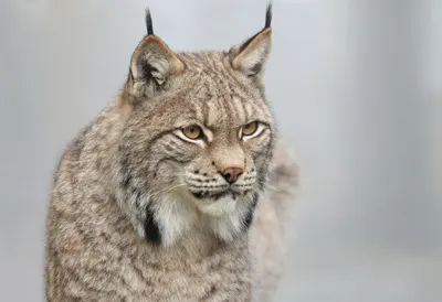 Lynx in gentle mist