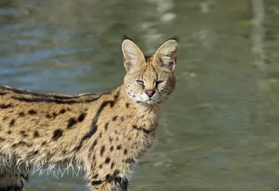 Serval beside calm water