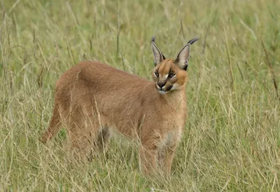 Caracal in tall grass