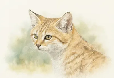 Sand Cat against a soft blurred background Watercolour