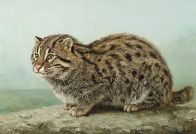 Fishing Cat in gentle mist Oil Painting