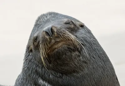 Sea Lion close-up portrait