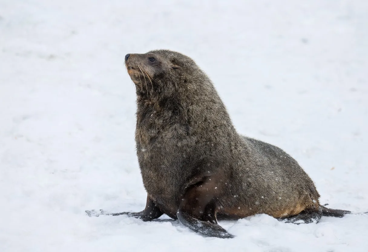 Fur Seal in falling snow
