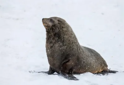 Fur Seal in falling snow