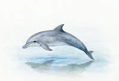 Dolphin beside calm water Watercolour