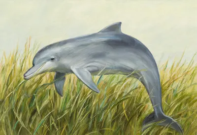 Porpoise in tall grass Oil Painting