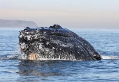 Humpback Whale in soft morning light