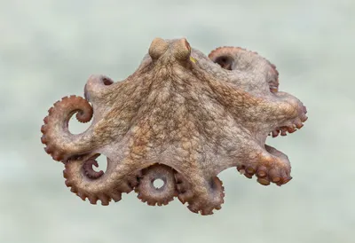 Octopus against a soft blurred background