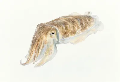 Cuttlefish in soft morning light Watercolour