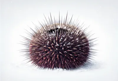 Sea Urchin in falling snow Digital Illustration