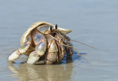 Hermit Crab beside calm water