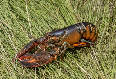 Lobster in tall grass
