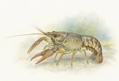 Crayfish against a soft blurred background Watercolour