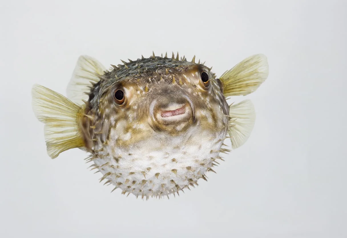 Pufferfish close-up portrait