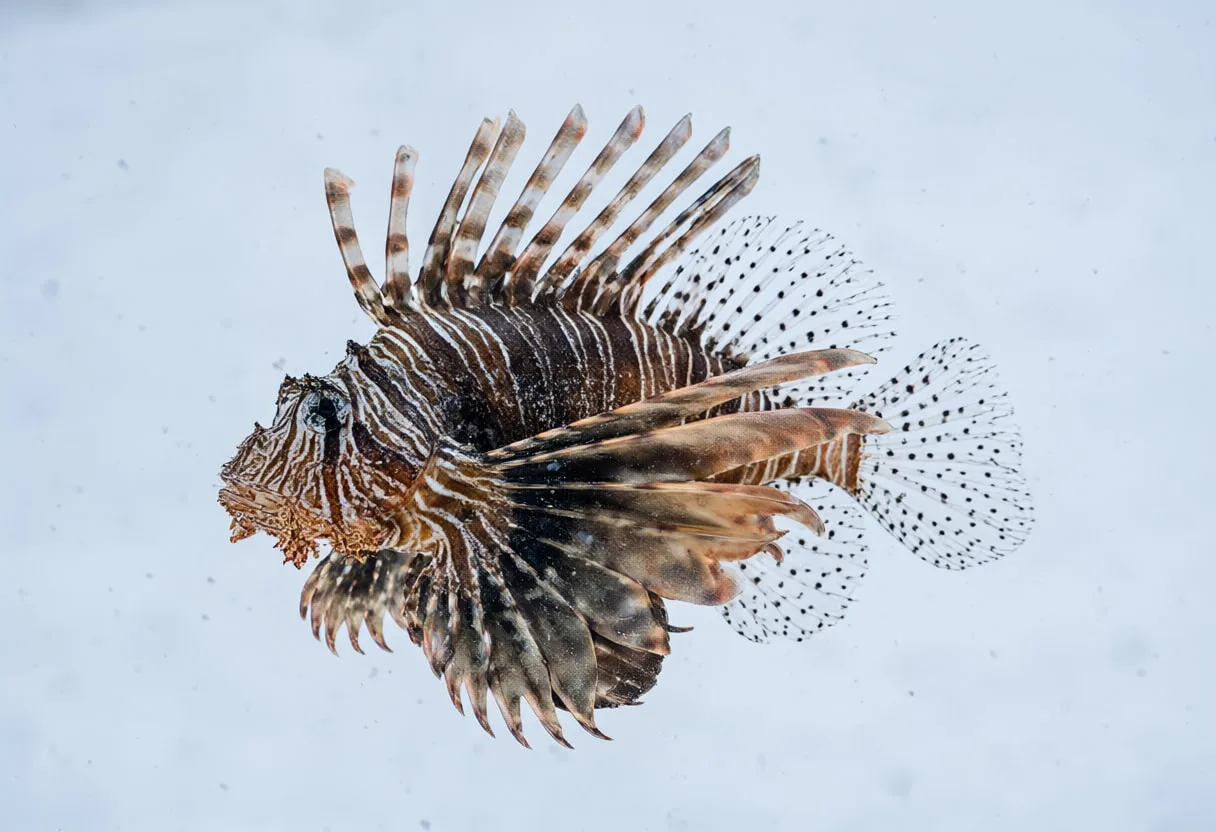 Lionfish in falling snow