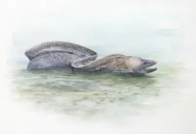 Moray Eel beside calm water Watercolour