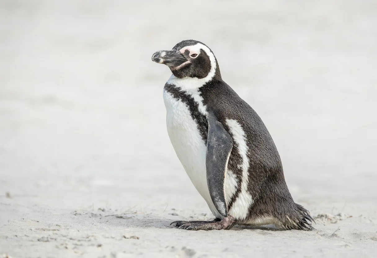 Penguin in soft morning light