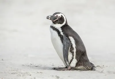 Penguin in soft morning light