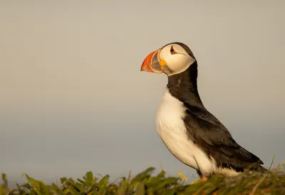 Puffin at golden hour