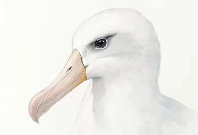 Albatross close-up portrait Watercolour
