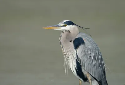 Heron against a soft blurred background