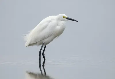Egret in gentle mist