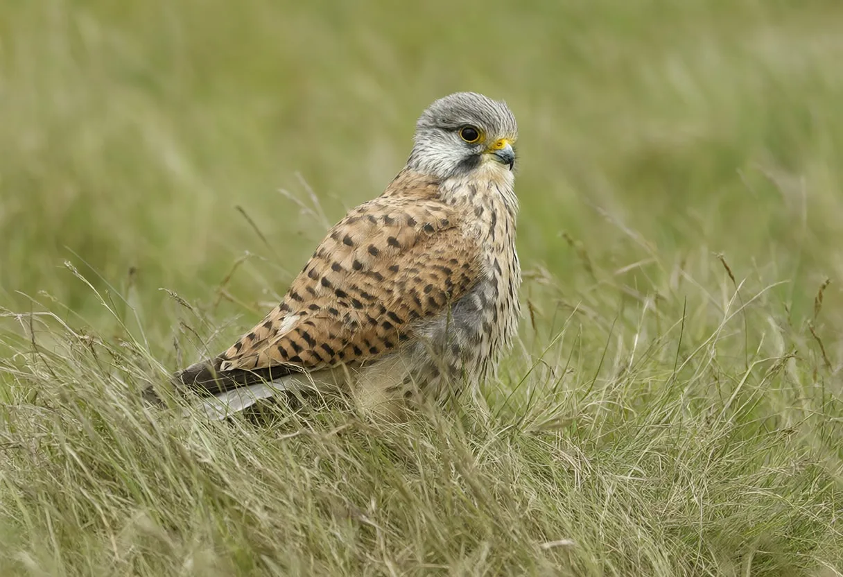 Kestrel in tall grass