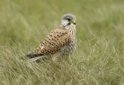 Kestrel in tall grass
