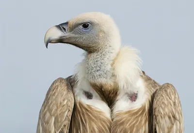 Vulture close-up portrait