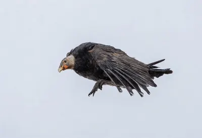 Condor in falling snow