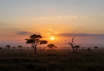 Savanna Sunset With Acacia Silhouettes