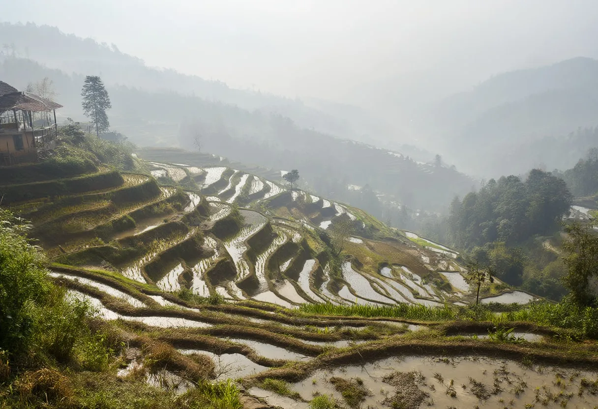 Rice Terraces In Morning Mist