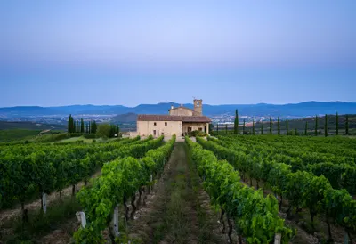 Vineyard Rows Leading To A Stone Farmhouse at blue hour