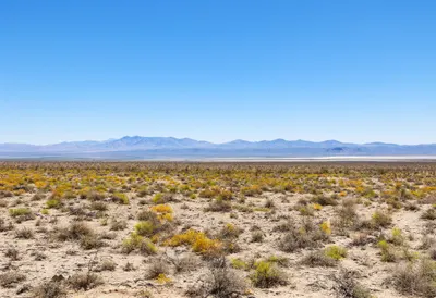 Desert Bloom After Rain