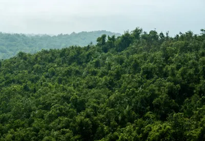 Rain On A Forest Canopy