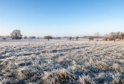 Frosted Meadow At Dawn