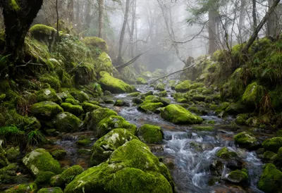 Mossy Forest Stream in soft mist