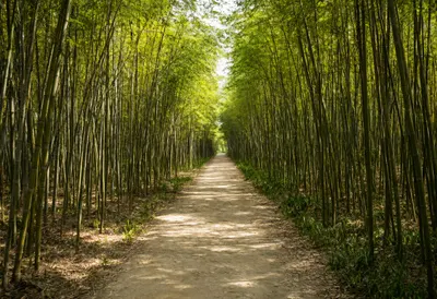Bamboo Grove Path in warm summer light