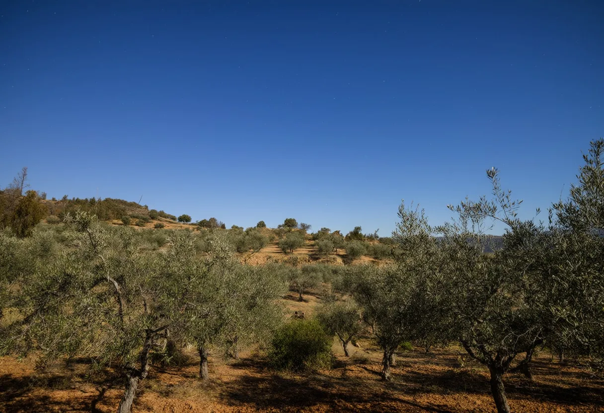 Olive Grove On Terraces under a starry sky