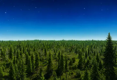 Boreal Forest From Above under a starry sky Digital Illustration