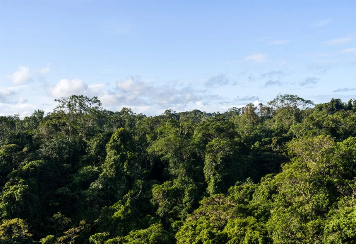 Cloud Forest Canopy after rain