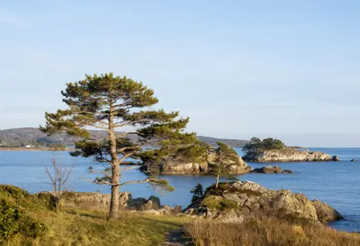 Coastal Pine Headland at dawn