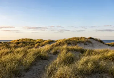 Dune Grass At Sunset