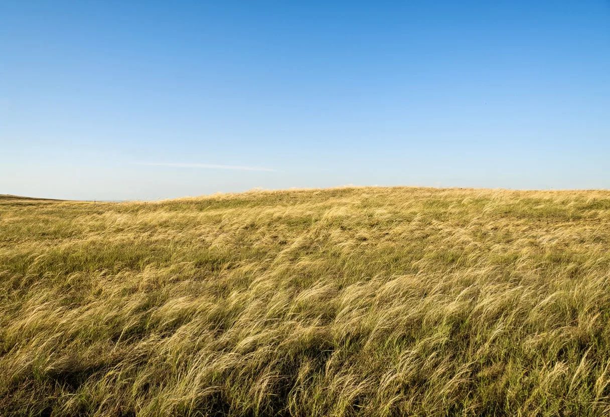 Steppe Grassland In Wind in warm summer light
